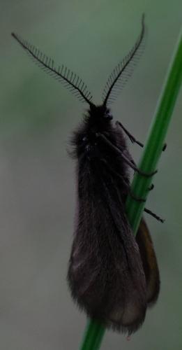 Réf. 261 378 : Heterogynis penella