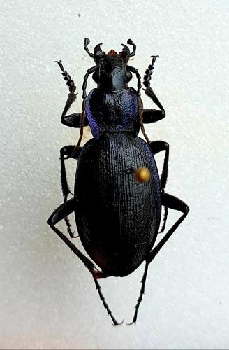Réf. 261 471 : Carabus problematicus