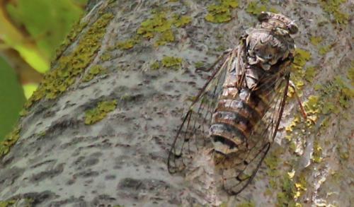 Cicada orni