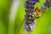 261880 – Photo : Gilles BIZET – France (95)