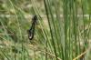 261440 – Photo : Alexandre GIUSTI – France (73)
