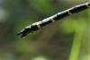 261182 – Photo : Maamar SELLAM – France (07)