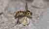 261039 – Photo : Deliry Cyrille – France (79)