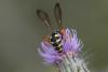 261879 – Photo : Vincent Herledan – France (62)