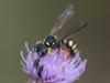 261877 – Photo : Vincent Herledan – France (62)
