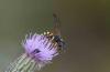 261876 – Photo : Vincent Herledan – France (62)