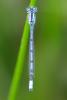 Enallagma cyathigerum