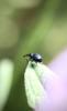 261034 – Photo : Fabien Piednoir – France (06)