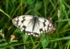 261231 – Photo : Felip Manyer i Ballester – France (66)