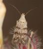 261101 – Photo : Yoann Pelouard – France (83)