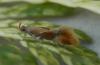 261261 – Photo : Dominique THAUVIN – France (45)