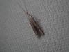 Coleophora sp.