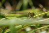 261767 – Photo : Maamar SELLAM – France (07)