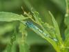 Coenagrion puella