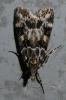 261092 – Photo : Denis Poirier – France (74)