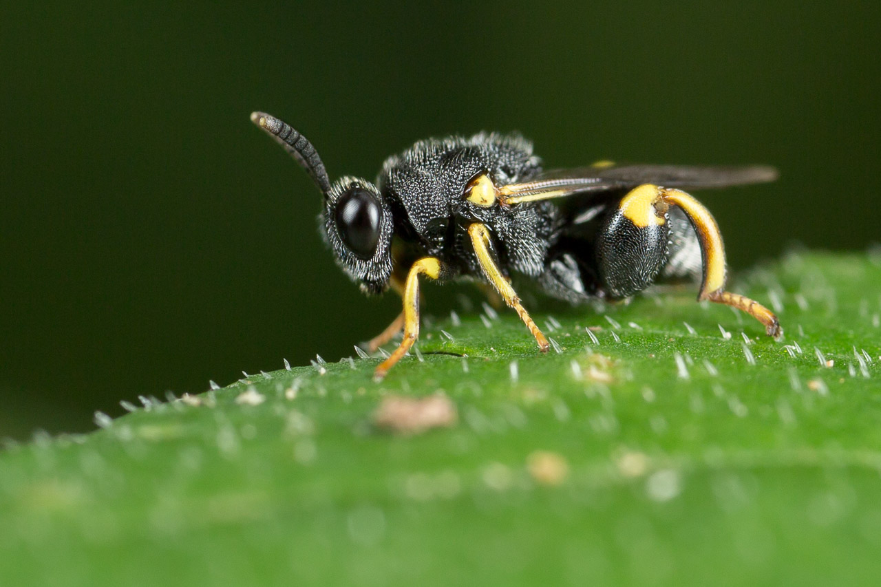 Jessica Joachim - Brachymeria tibialis - réf. 261313 (1280 x 853 pixels, 208 ko)