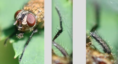 Pollenia sp.
