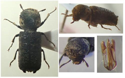 Amphicerus bimaculatus