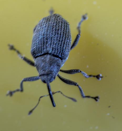 Réf. 262 681 : Ceutorhynchus sp.