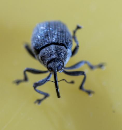Réf. 262 682 : Ceutorhynchus sp.
