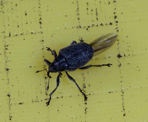 Réf. 262 683 : Ceutorhynchus sp.