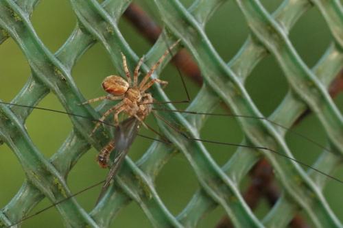 Philodromus sp.