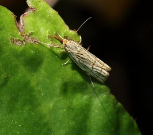Chrysocrambus sp.