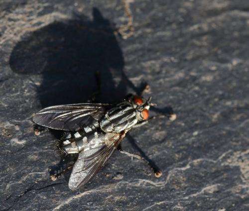 Sarcophaga sp.