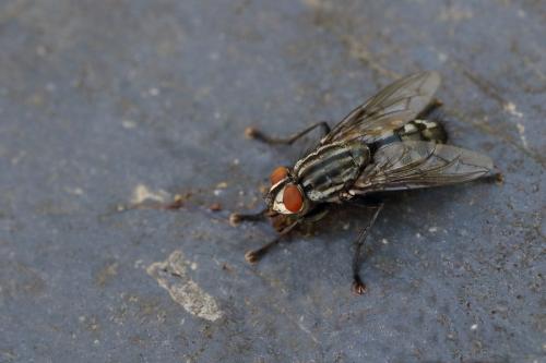 Sarcophaga sp.