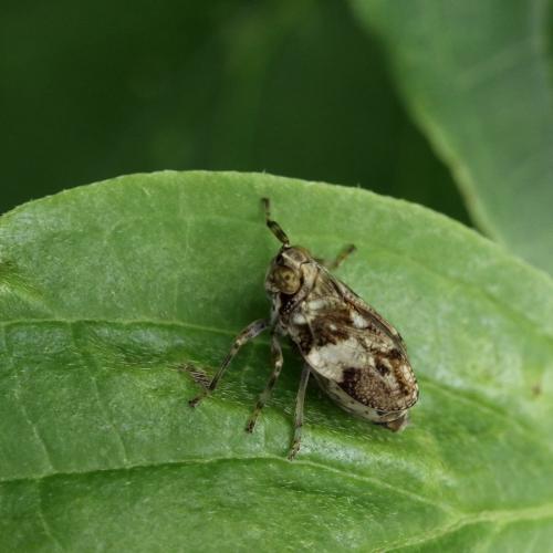 Issus coleoptratus