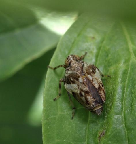 Issus coleoptratus