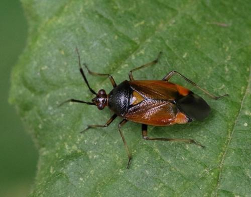 Réf. 262 744 : Deraeocoris ruber