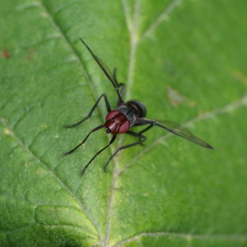 Réf. 262 865 : Cephalia rufipes