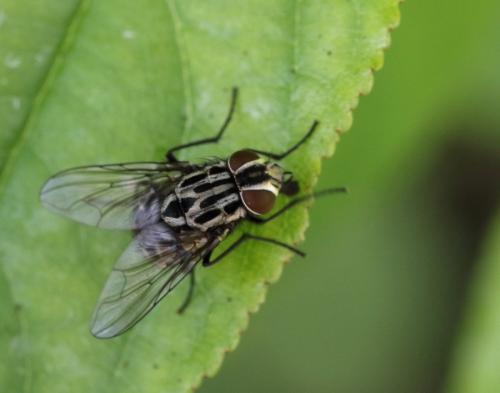 Réf. 262 895 : Graphomya maculata