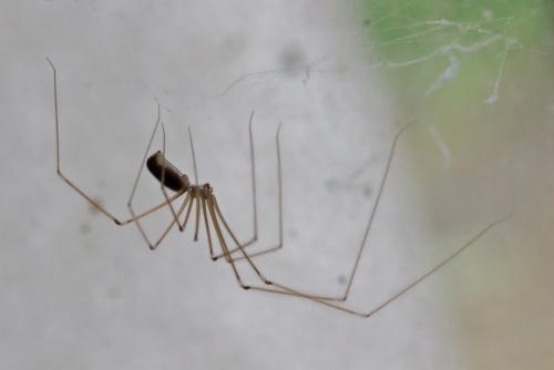 Réf. 262 581 : Pholcus phalangioides