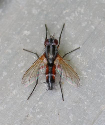 Réf. 262 966 : Mintho rufiventris
