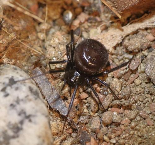 Steatoda grossa