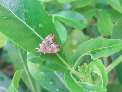 Réf. 262 553 : Choreutis nemorana