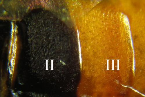 Tenthredopsis sp.