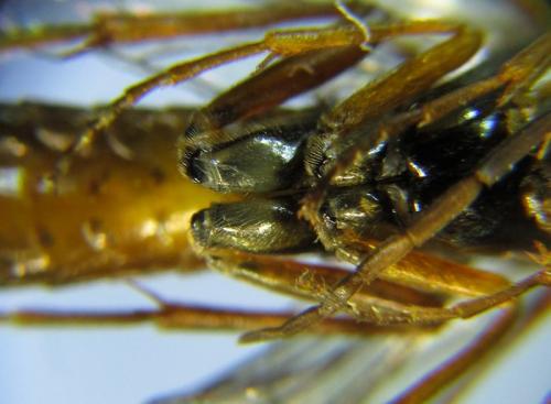 Tenthredopsis sp.