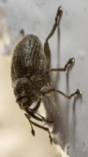Réf. 262 685 : Ceutorhynchus sp.