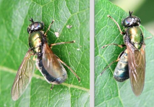 Réf. 262 036 : Chloromyia formosa