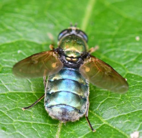 Chloromyia formosa