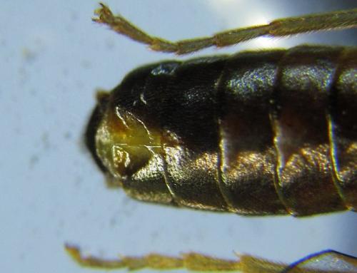 Tenthredopsis sp.