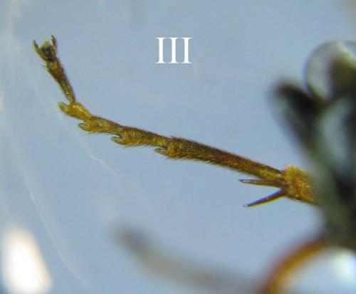 Tenthredopsis sp.