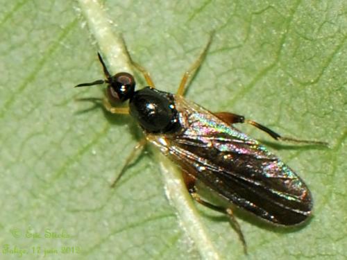 Oedalea sp.