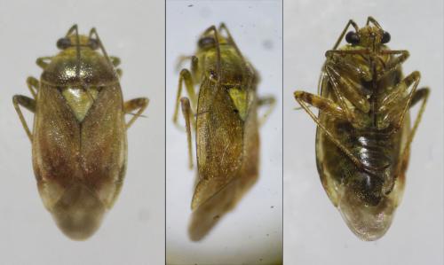 Réf. 262 706 : Lygus rugulipennis