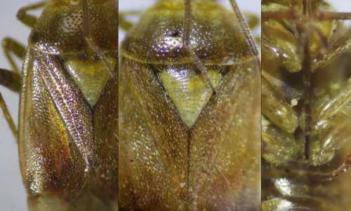 Réf. 262 707 : Lygus rugulipennis