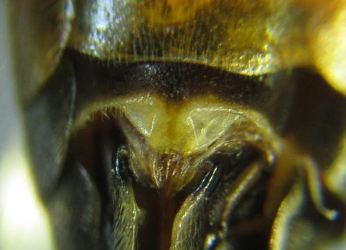 Tenthredopsis sp.