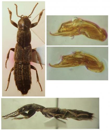 Ocypus fortunatarum